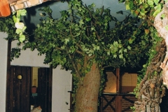 Richtige Baum in rustikale Discothek